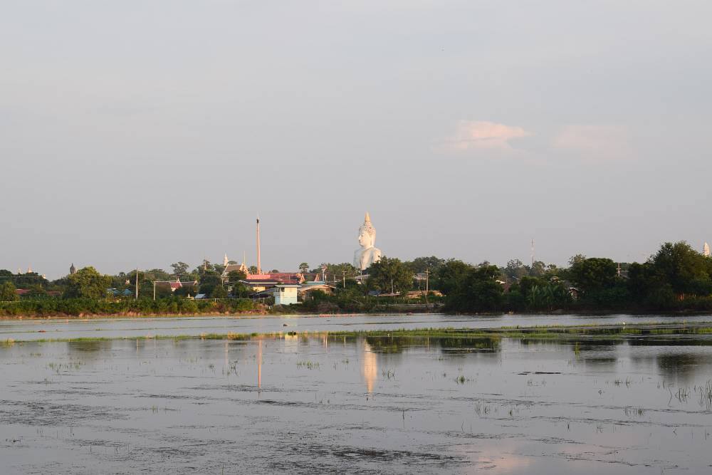 Reisfelder nördlich von Bangkok