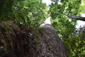 krabach tree